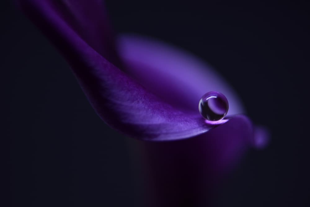 Purple Petal Drop by Heidi Westum — canvas wall art
