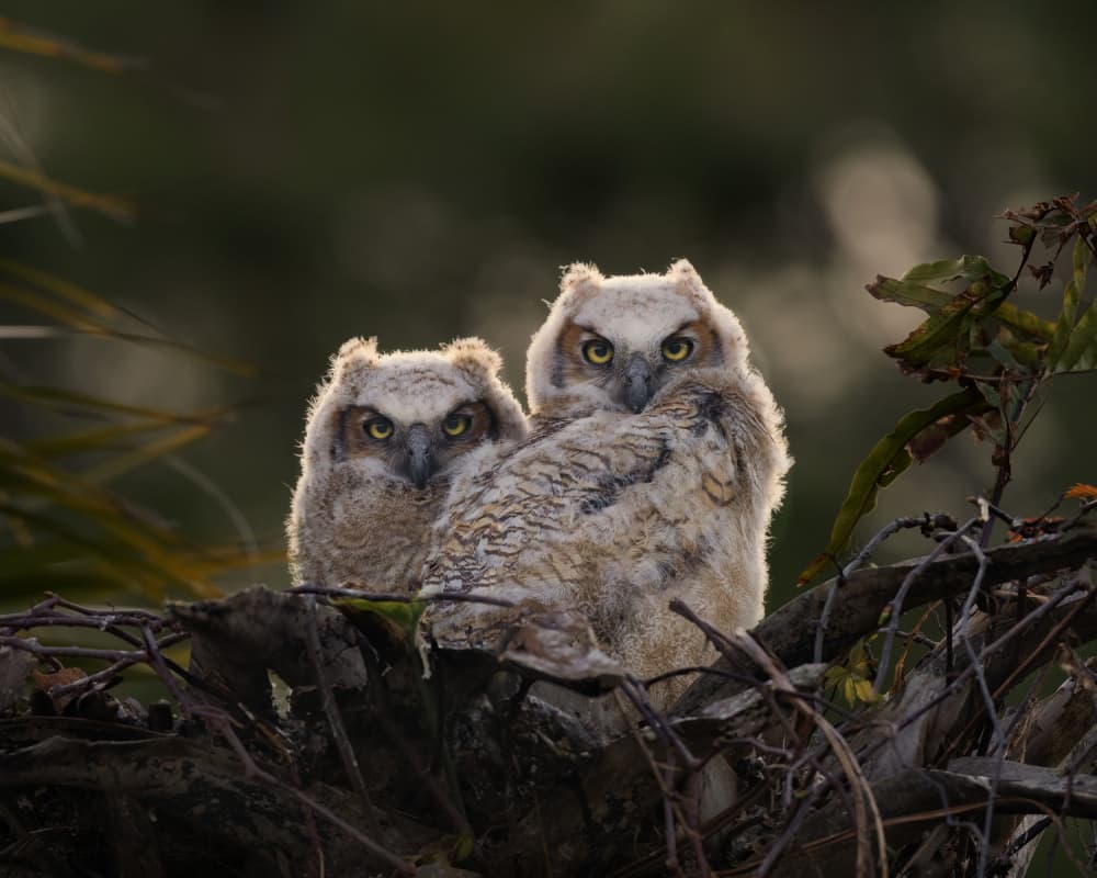 Watchful Baby Owls by Amy Marques — canvas wall art