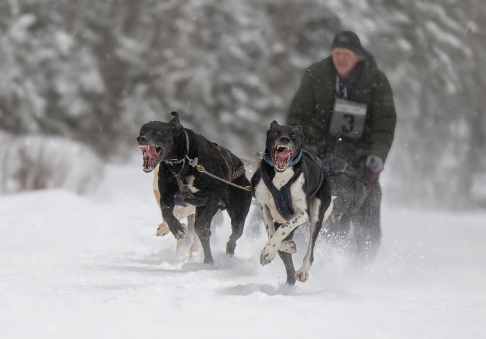 Sled Dogs Race Through Snow by Larry Deng APA — canvas wall art