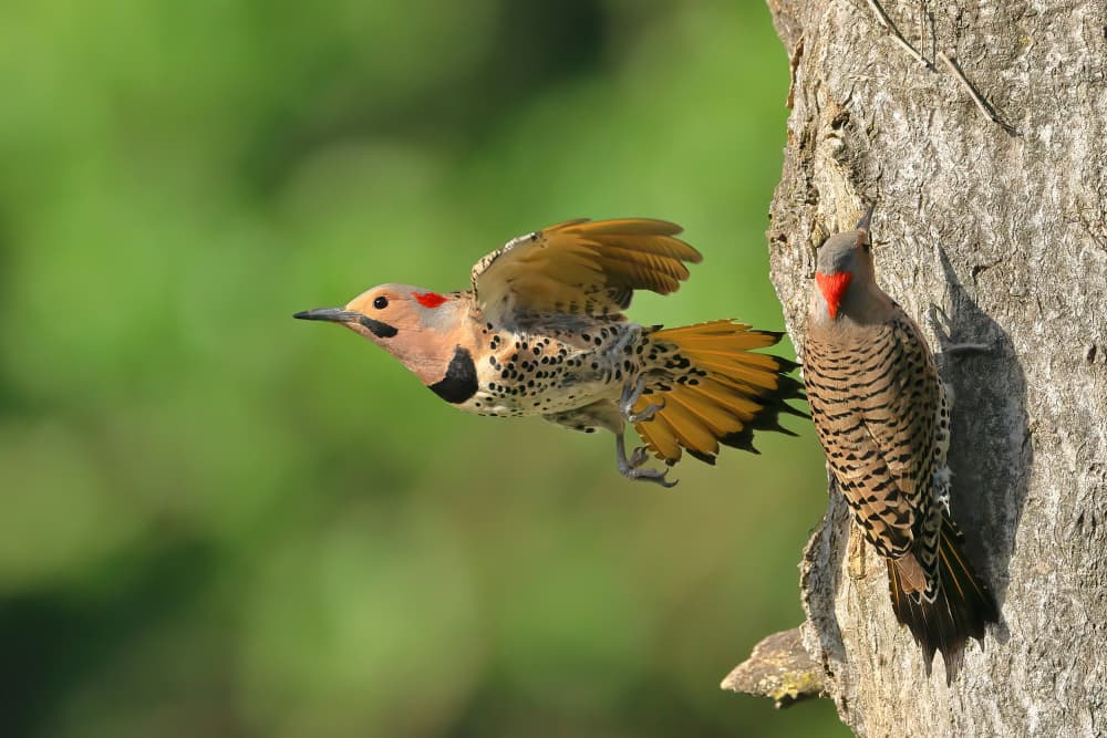 Flying Flicker and Nest by Gavin Lam — canvas wall art
