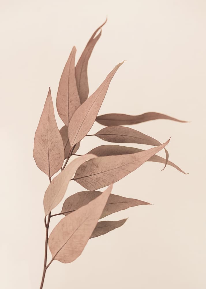 Dried Eucalyptus by Kathrin Pienaar — canvas wall art