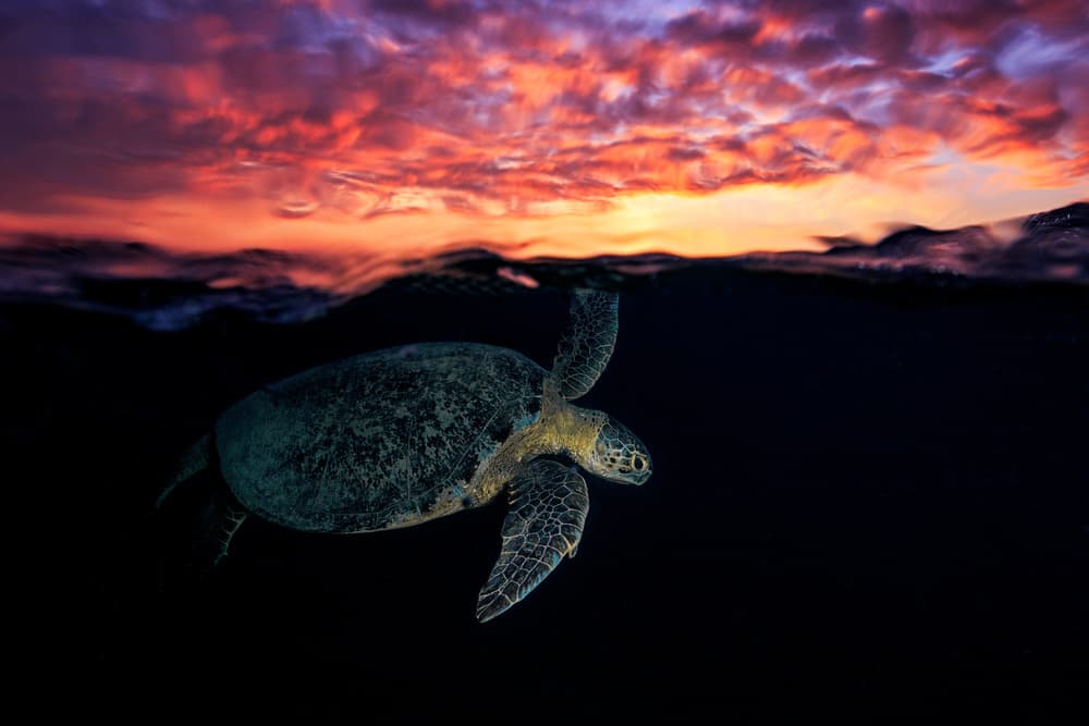 Sunset Sea Turtle by Barathieu Gabriel — canvas wall art