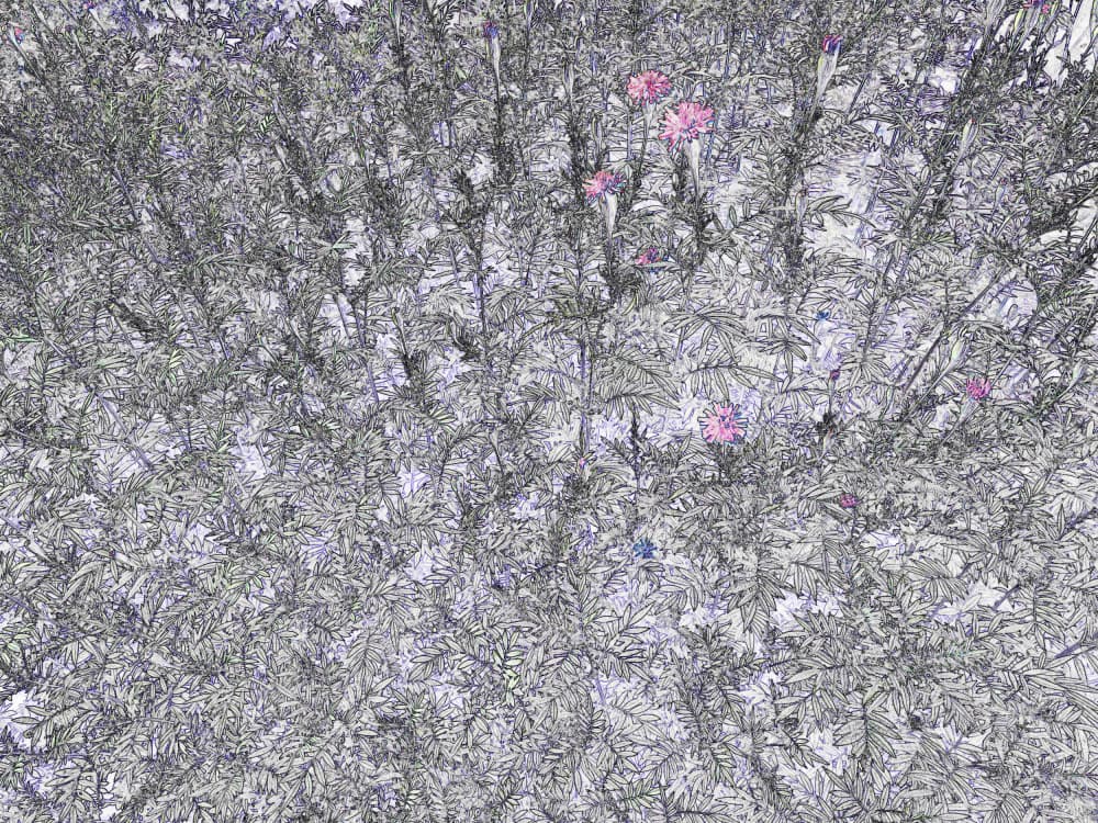 Delicate Pink Blooms by Santhosh ch — canvas wall art