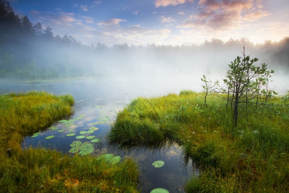 Misty Forest Lake by Leszek Paradowski — canvas wall art