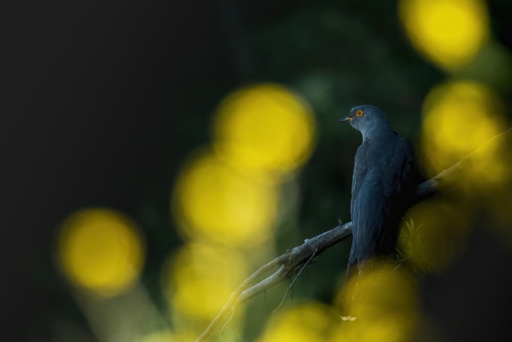 Bird in Yellow Bokeh by ptu6ki — canvas wall art