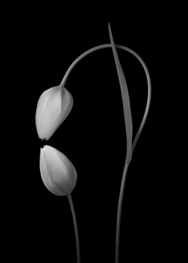 Monochrome Tulip Curves by Tony Xu — canvas wall art