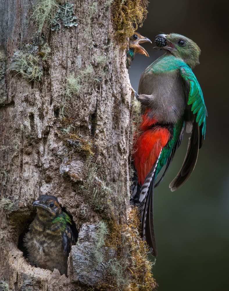 Tropical Quetzal Feeding by Greg Barsh — canvas wall art