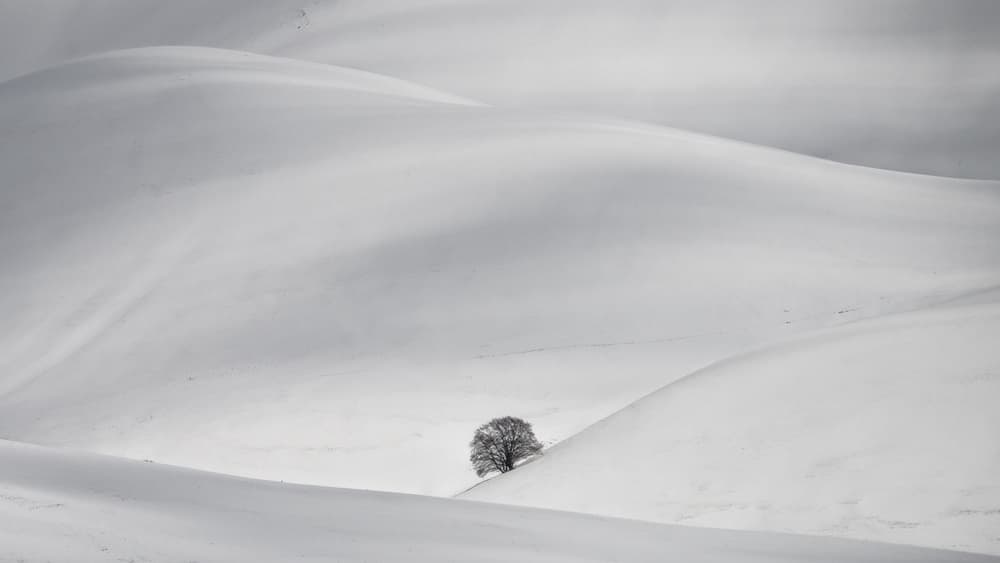 Minimalist Winter Tree by Roberto Marchegiani — canvas wall art