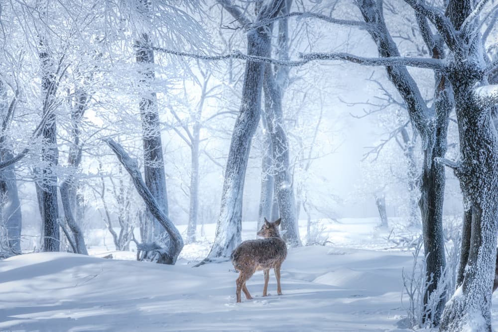Serene Winter Deer by Yuan Cui — canvas wall art