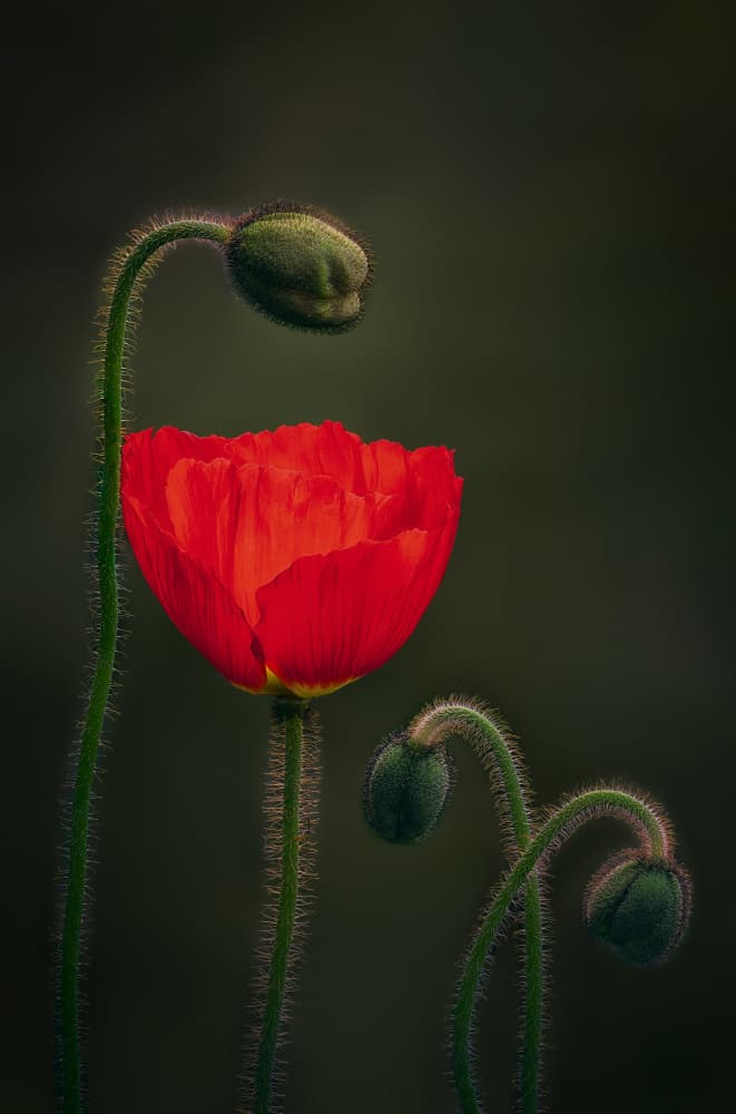 Elegant Red Poppies by Ben.C.L — canvas wall art