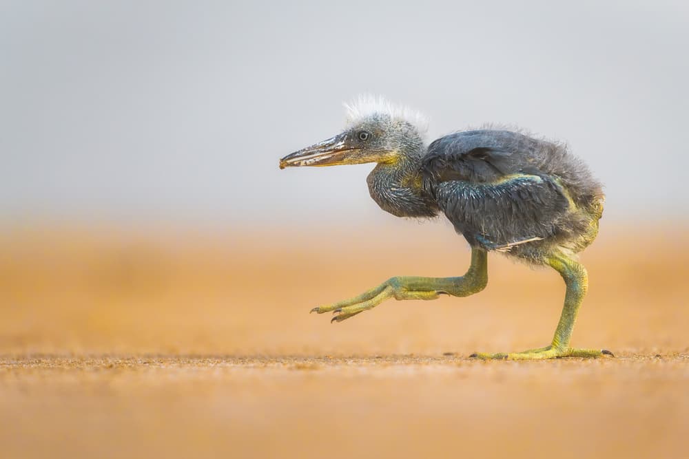 Running Baby Heron by Faisal ALnomas — canvas wall art