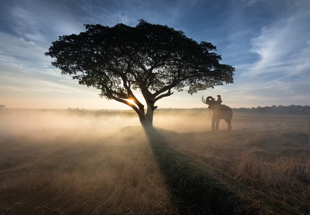 Misty Field Elephant Tree by Prasad Malgaonkar — canvas wall art