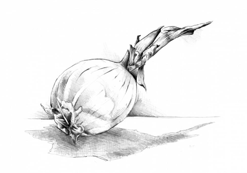 Onion Still Life Drawing by Kulik — canvas wall art