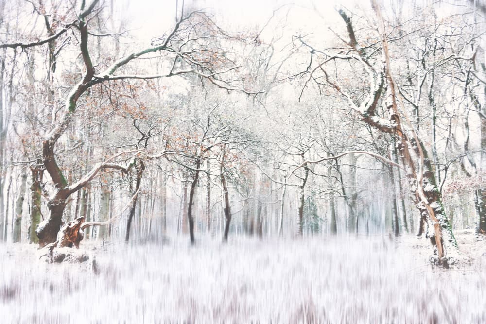 Dreamy Winter Forest by Hilda van der Lee — canvas wall art