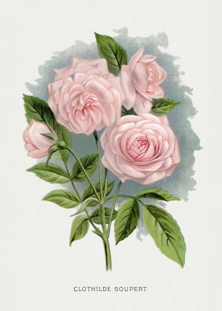 Pink Rose, Clothilde Soupert Lithograph by Botanical Specimen Rochester Lithographing — canvas wall art