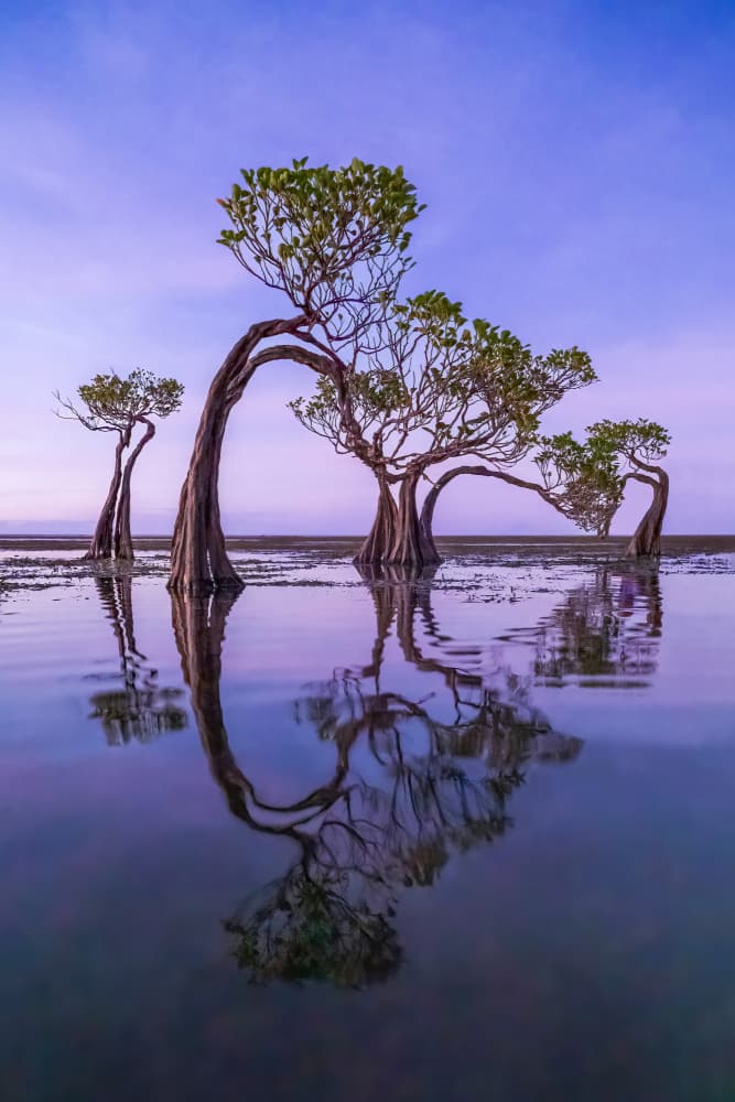 Mangrove Tree Reflections by Irene Wu — canvas wall art