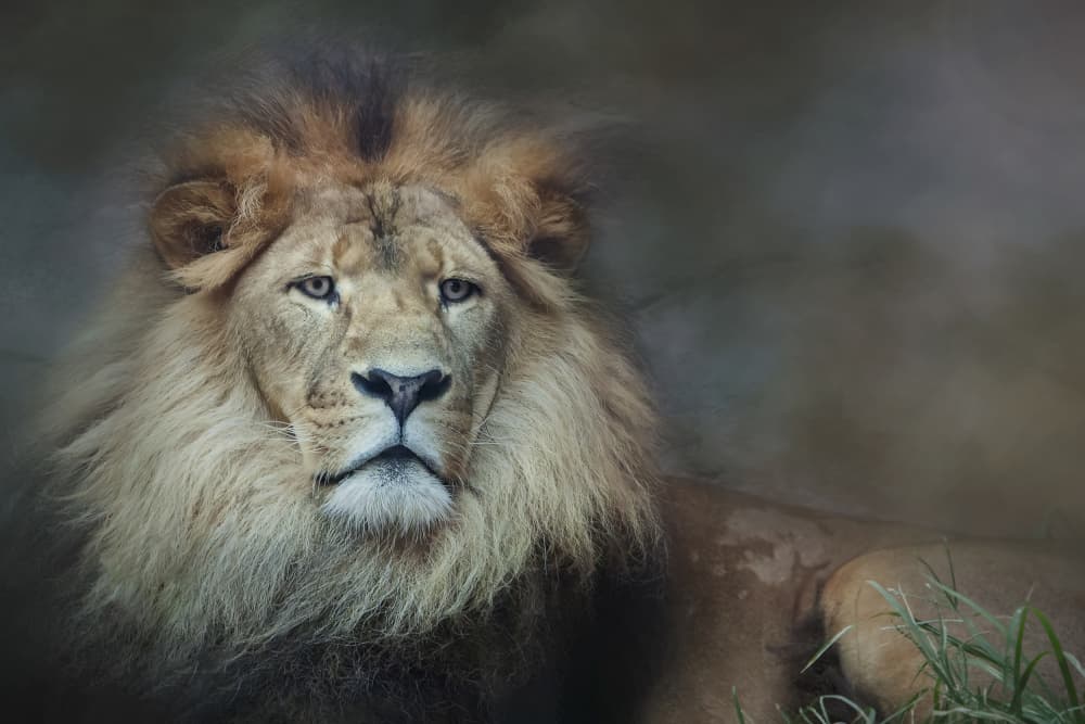 Regal Lion's Gaze by Linda D Lester — canvas wall art