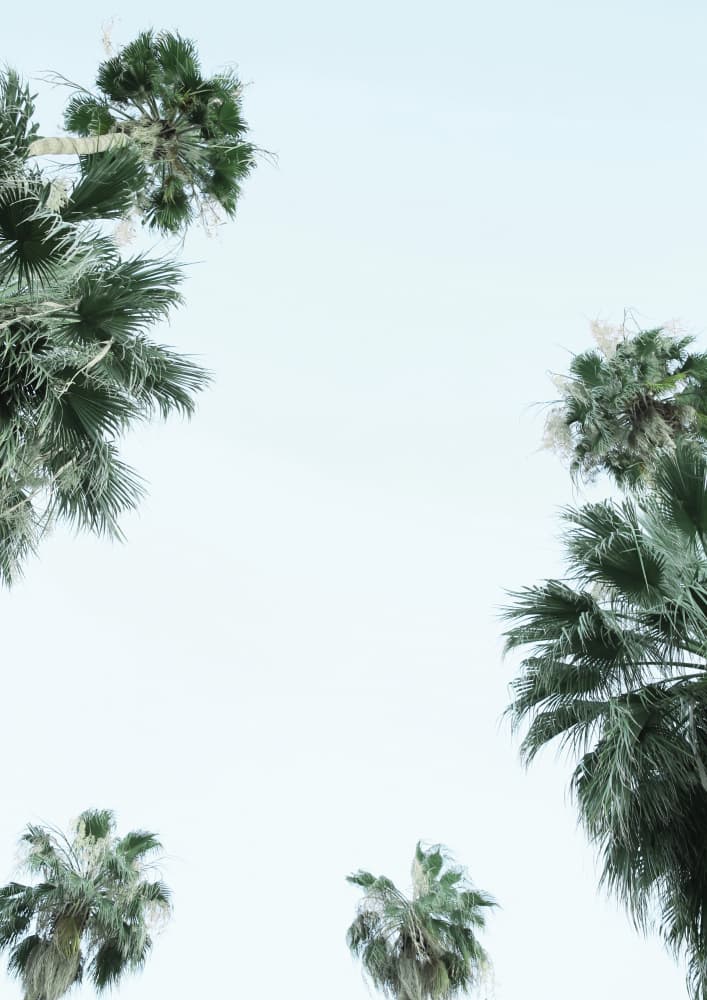 Palm Tree Serenity by Shot by Clint — canvas wall art