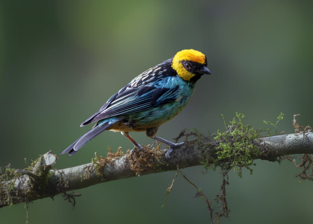 Golden Headed Bird by Siyu_Wei APA — canvas wall art