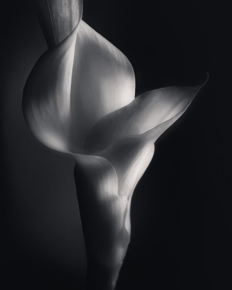 Calla Lily Elegance by Olavo Azevedo — canvas wall art