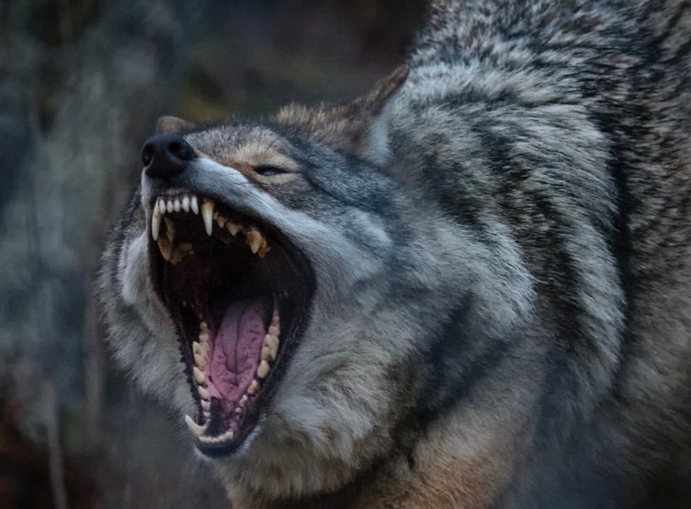 Powerful Wolf Snarl by Stan Huang — canvas wall art