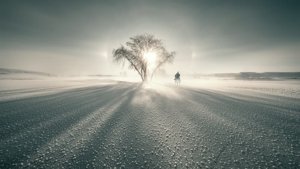 Lone Tree Winter Sun by Bingo Z — canvas wall art