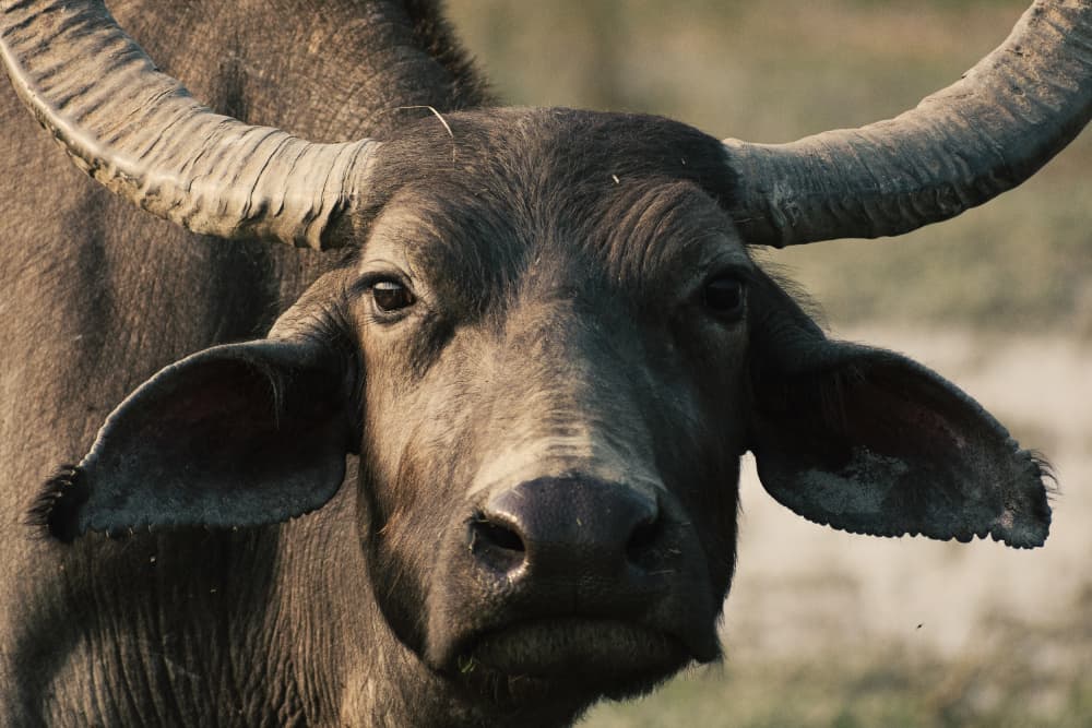 Majestic Water Buffalo by Ryan Braxton — canvas wall art