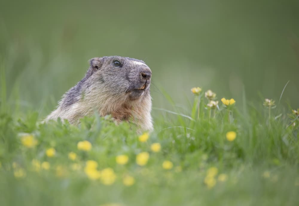Alpine Marmot in Meadow by Marco Barisone — canvas wall art