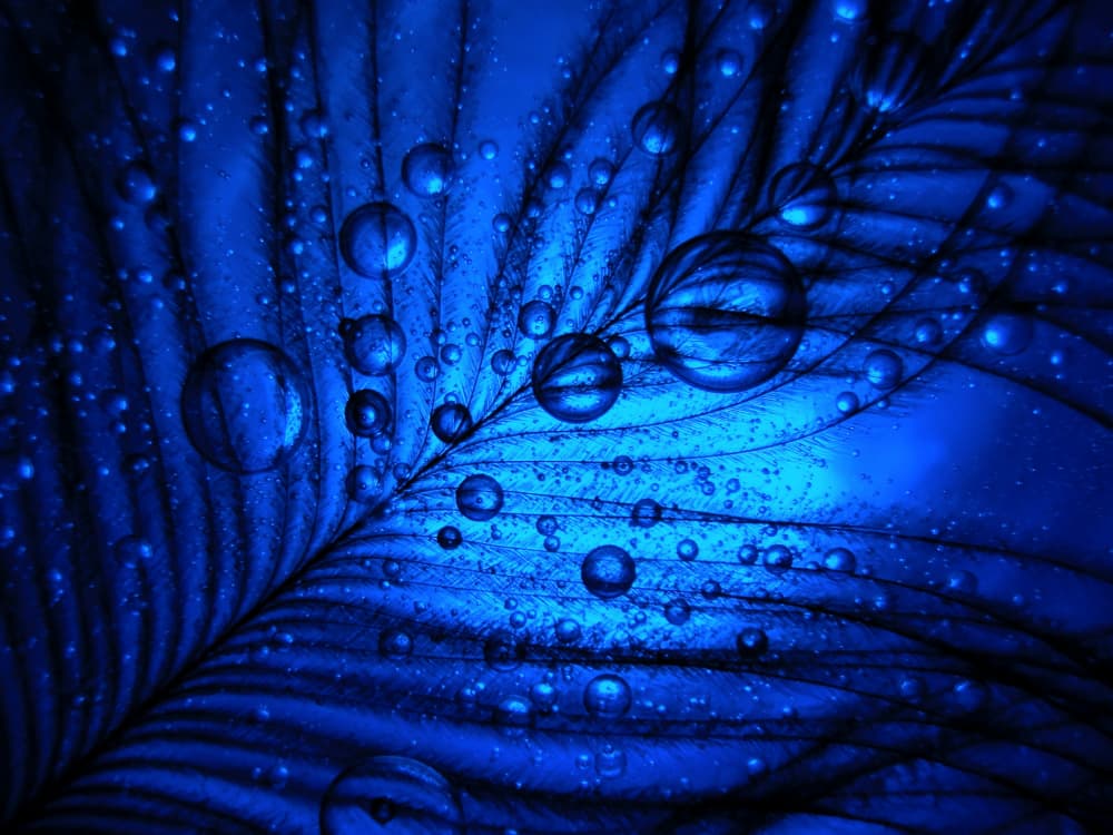 Blue Feather Droplets by Ivan Lesica — canvas wall art