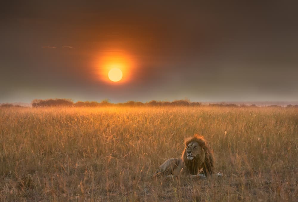 African Lion Sunset by MIN LI — canvas wall art