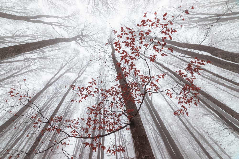 Red Leaves Misty Forest by Alexandru Ionut Coman — canvas wall art
