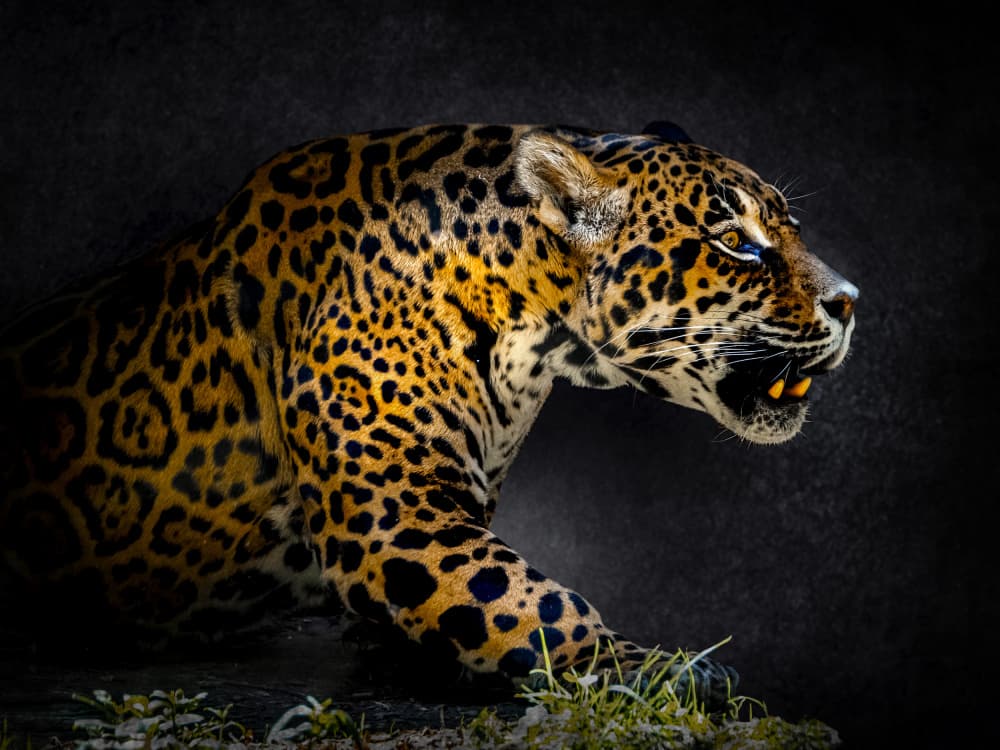 Powerful Jaguar Predator by Udrea Dan — canvas wall art