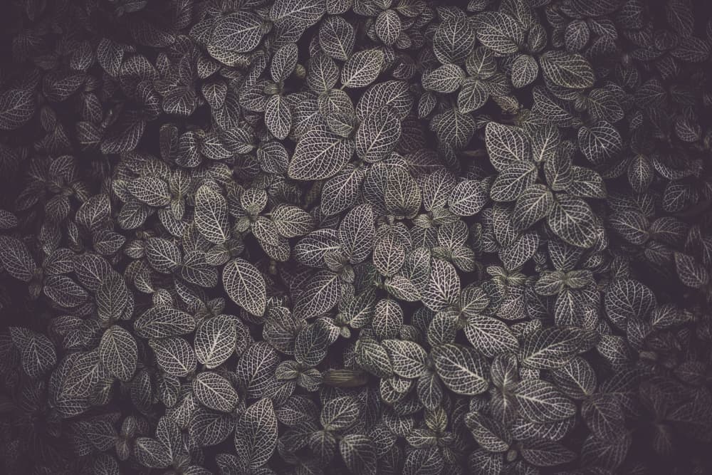 Intricate Leaf Pattern by Tim Mossholder — canvas wall art