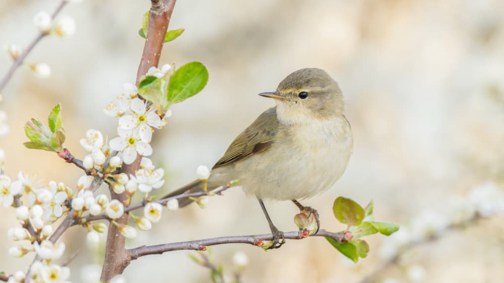 Spring Bird Blossoms by Damian Stopczynski — canvas wall art