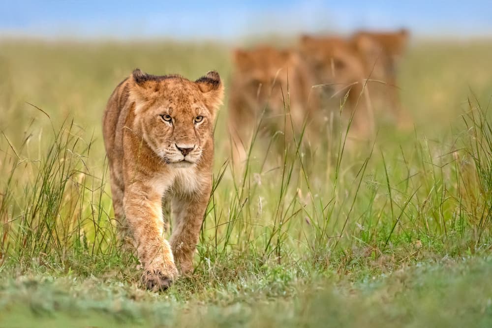 Advancing Lion Cubs by Xavier Ortega — canvas wall art
