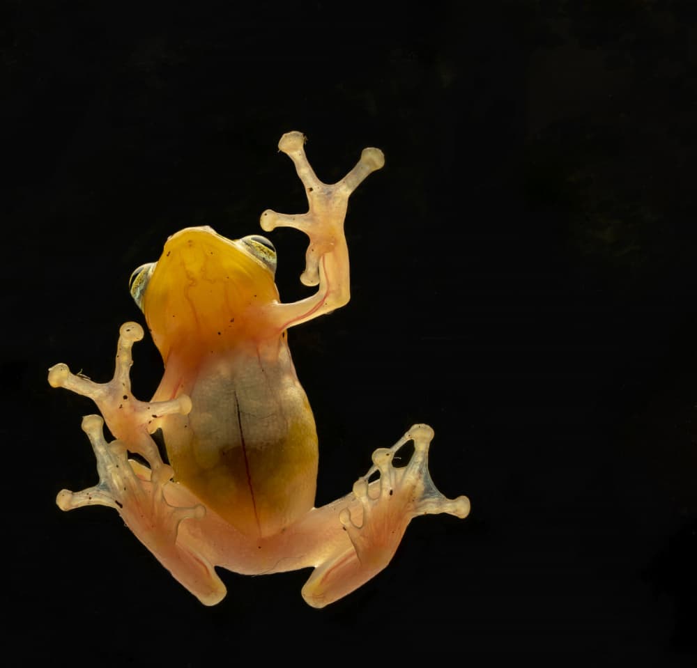 Glass Frog Underside by Muljati Hidajat — canvas wall art