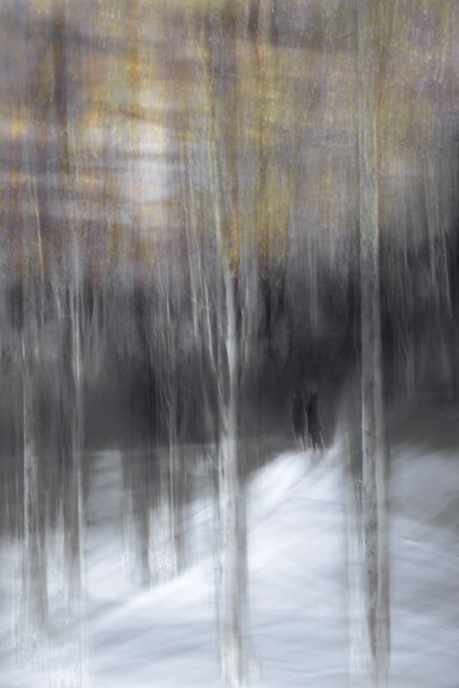 Winter Forest Walk by Christina Sillèn — canvas wall art