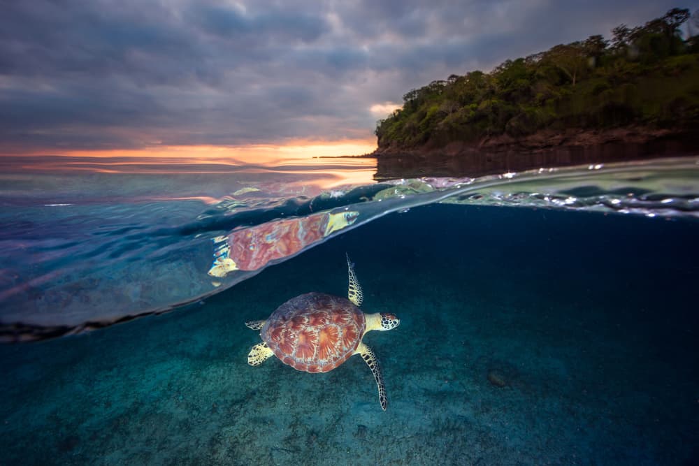 Sea Turtle Sunset Split by Barathieu Gabriel — canvas wall art
