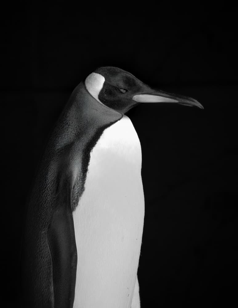 Elegant Penguin Profile by Alex Zhao — canvas wall art