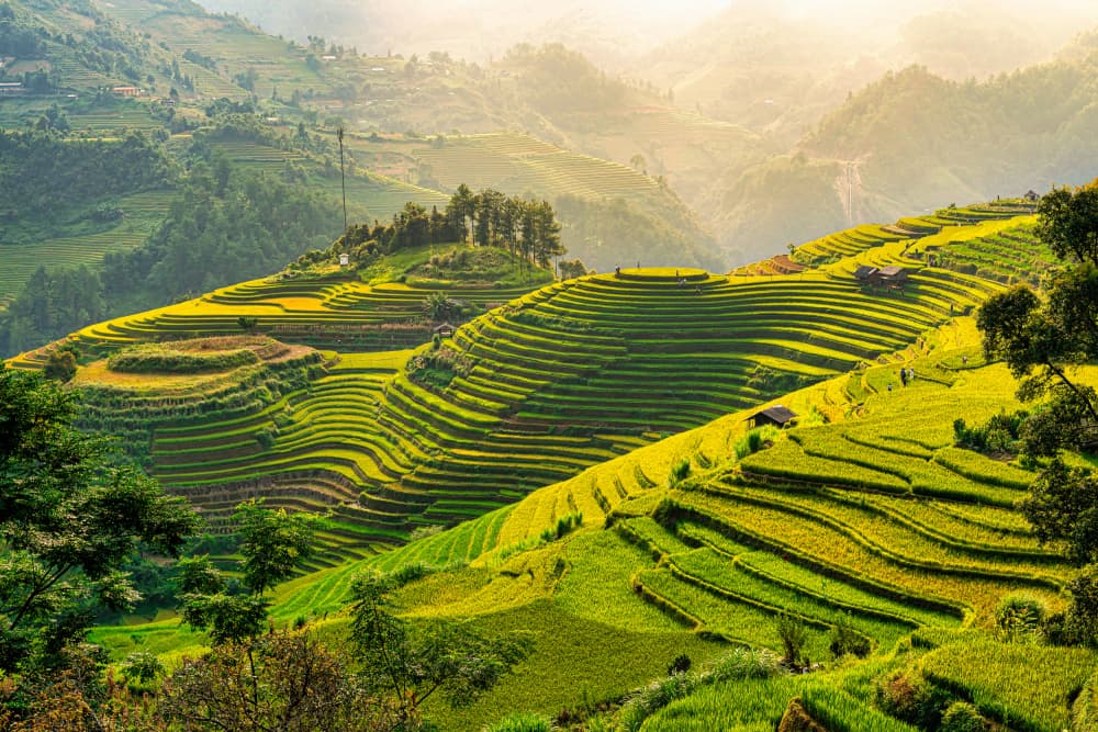 Golden Terraced Fields by Simone Fraulini — canvas wall art