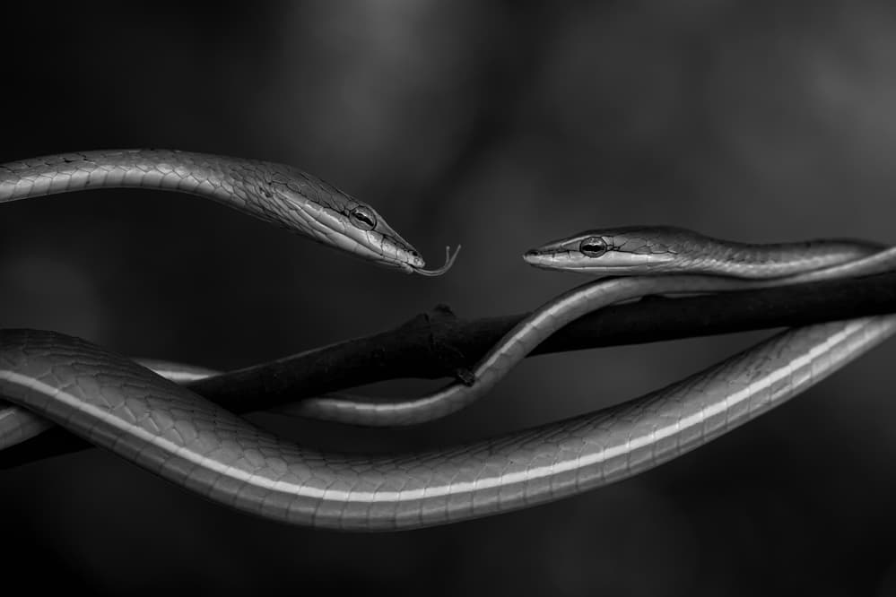 Elegant Snake Meeting by Gunarto Song — canvas wall art