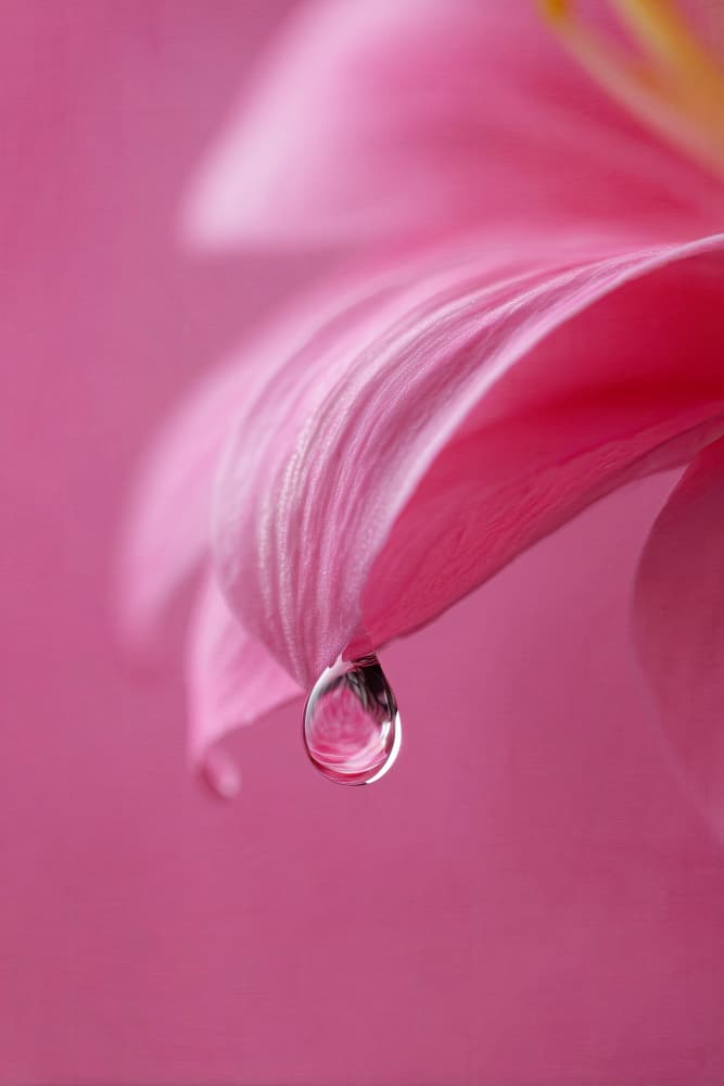 Pink Petal Water Drop by Treechild — canvas wall art