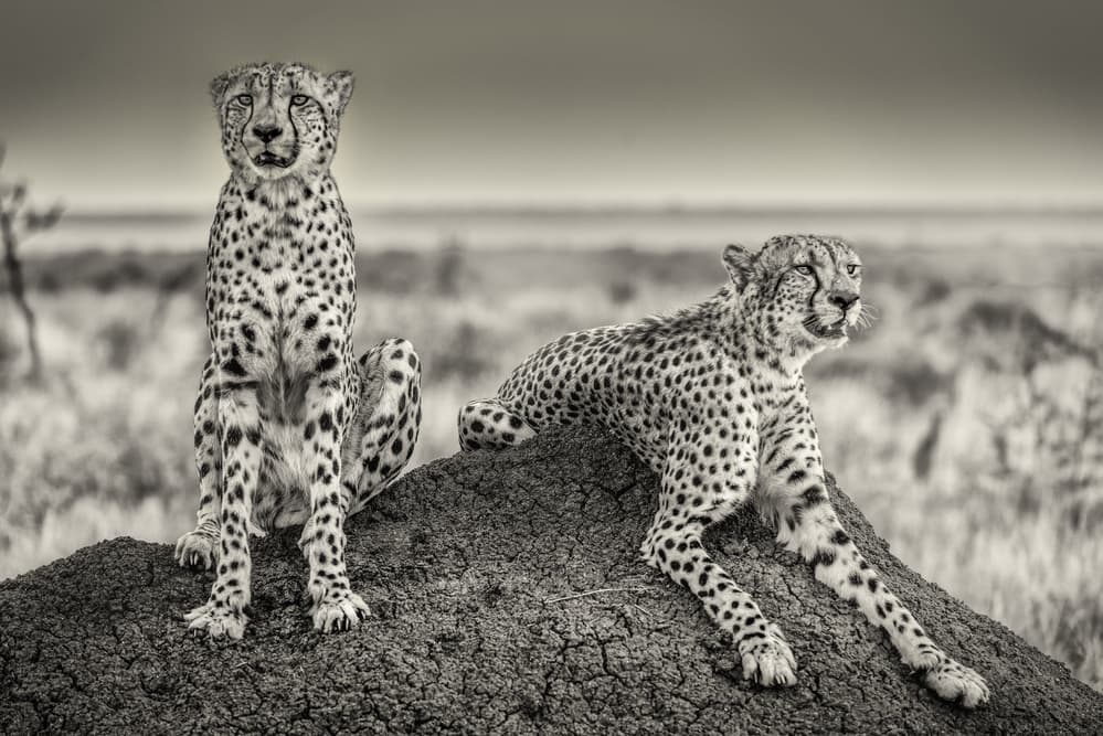 Two Watchful Cheetahs by Henrike Scheid — canvas wall art