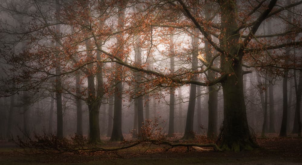 Misty Autumn Forest by Saskia Dingemans — canvas wall art