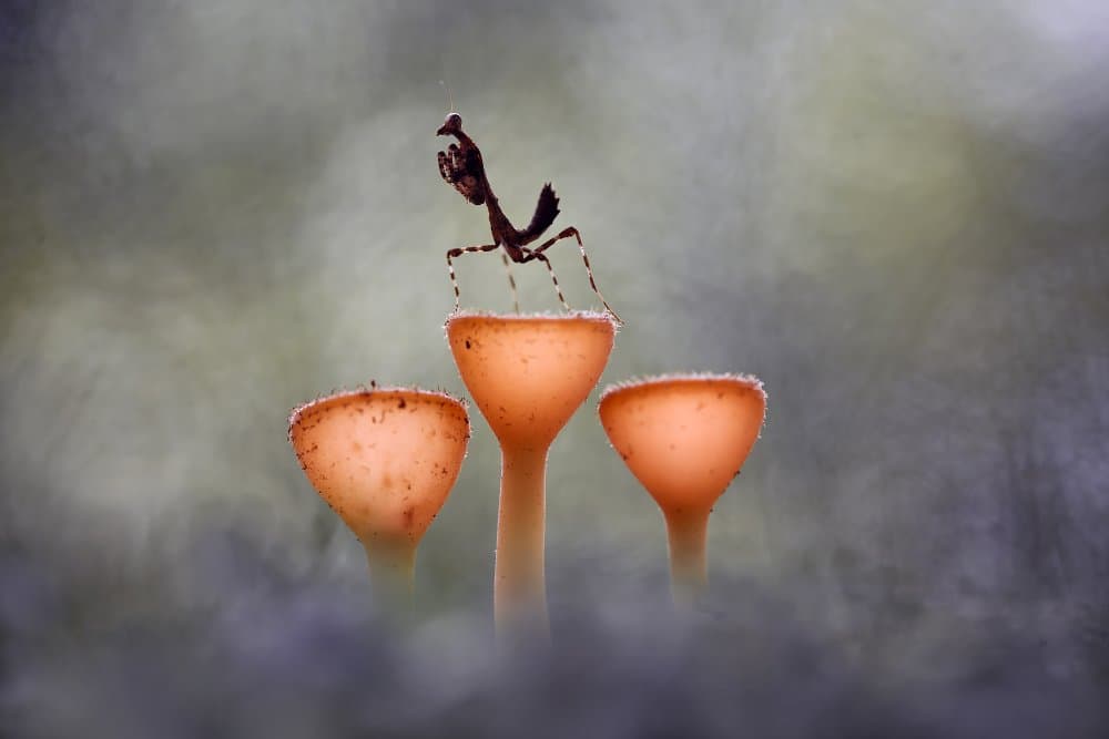 Praying Mantis Ascent by Abdul Gapur Dayak — canvas wall art