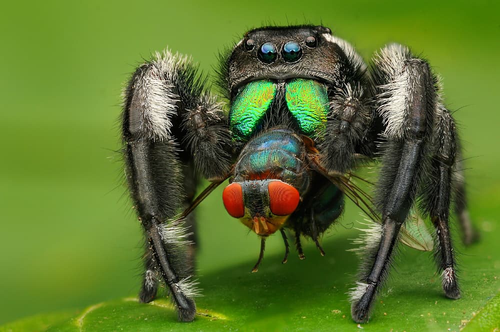 Emerald Jumper's Feast by Edy Pamungkas — canvas wall art
