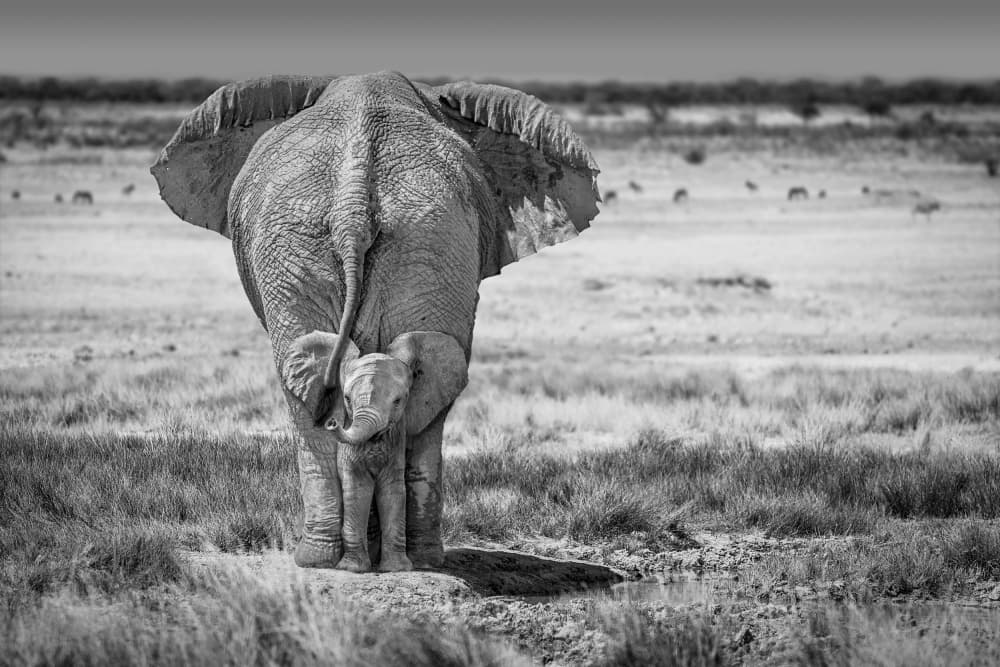 Protective Mother Elephant by Marcel Egger — canvas wall art