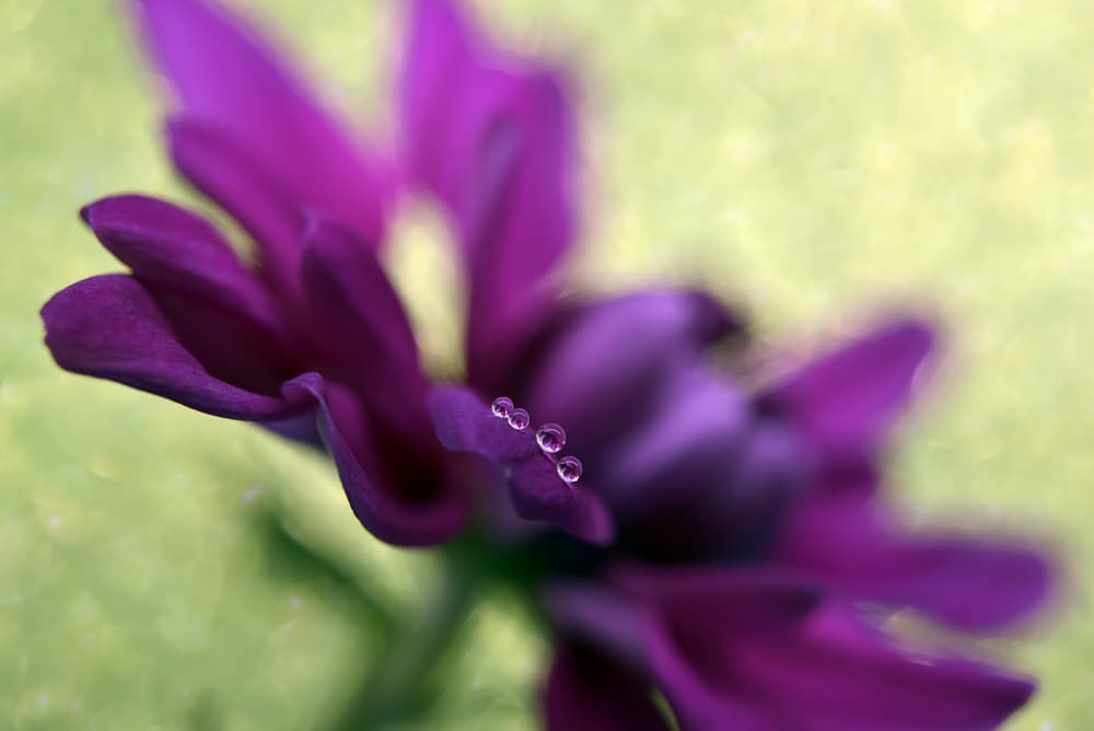 Dewy Purple Flower by Heidi Westum — canvas wall art