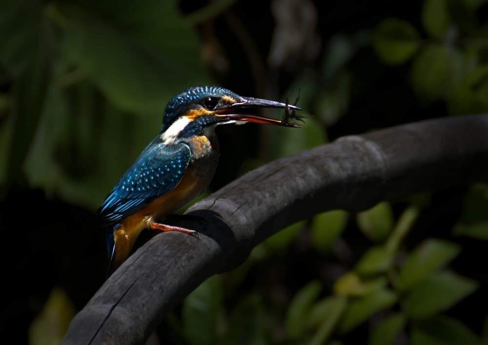 Vibrant Kingfisher Catch by Kaisyakuji Yushi — canvas wall art