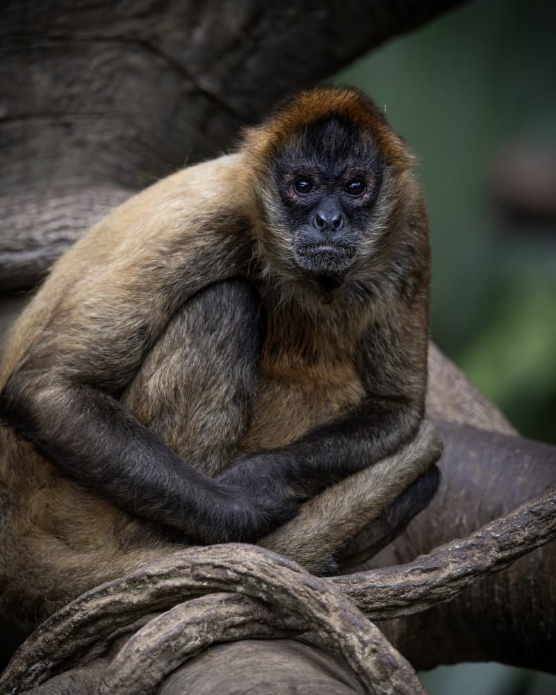 Pensive Spider Monkey by Ozan AKTAS — canvas wall art